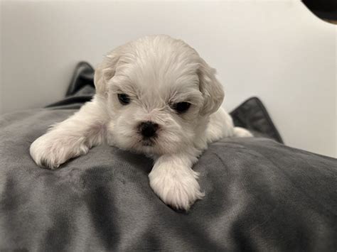 Piesek Shih Tzu Z Rodowodem Limanowa Olx Pl