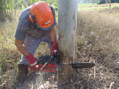 Gesvale Curso De Motosserra Em Estrela