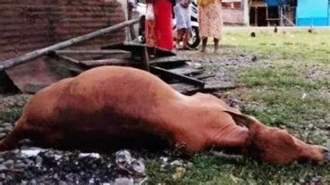 Kumpulan Berita Parasit Darah Sapi Purbalingga Terbaru Dan Terkini