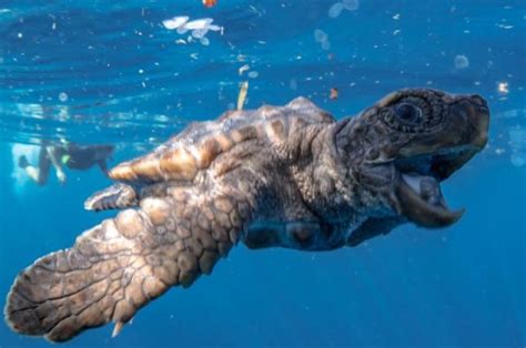 New Test To Identify Sea Turtles Sex Boosts Conservation Efforts