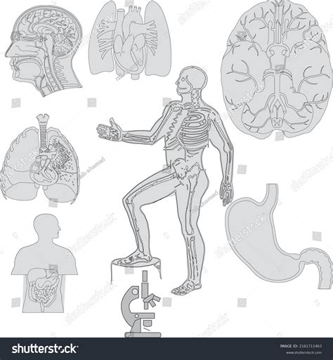 Vektor Stok Human Body Internal Organs Schema Flat Tanpa Royalti