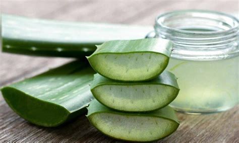 Poder Del Aloe Vera En El Cuidado De Los Mayores