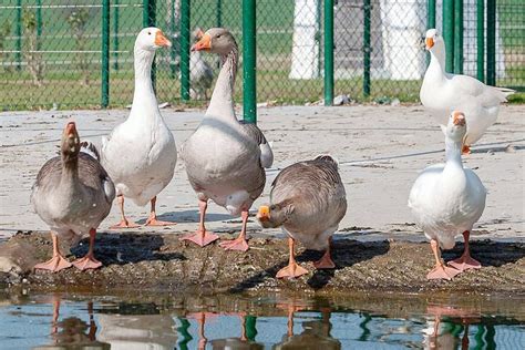 Animaux De Basse Cour Adopter La Dh Les Sports