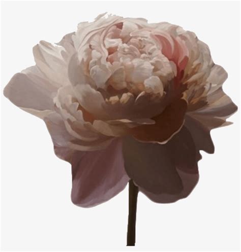 Transparent Aesthetic Source Aesthetic Pink Flower Png X Png