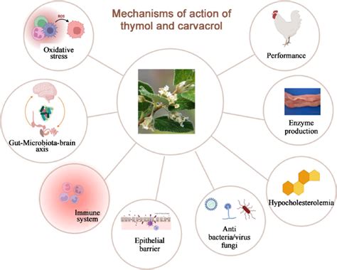 Carvacrol And Thymol Are Two Of The Most Abundant Essential Oils