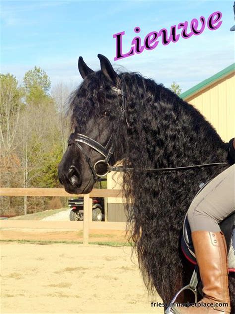 Friesian Horses For Sale At Friesian Marketplace