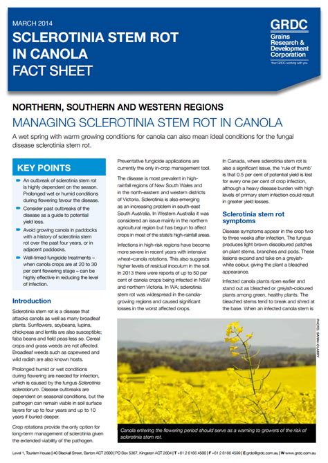 Sclerotinia Stem Rot In Canola Grdc