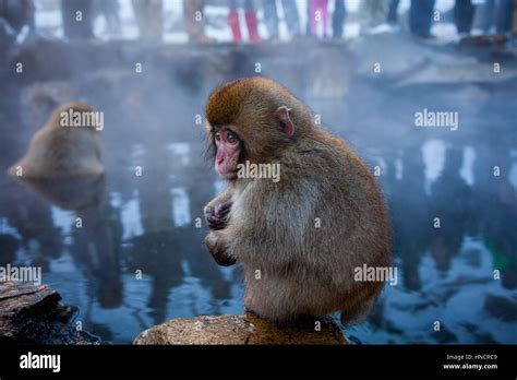 Monkeys In A Natural Onsen Hot Spring Located In Jigokudani Monkey Park Nagono Prefecture