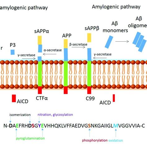 Proteolytic Processing Of Amyloid Precursor Protein And Binding Sites