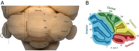 Anatomia Free Full Text Lobe X Of The Cerebellum A Natural Neuro