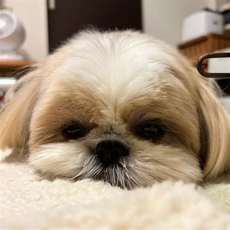 Como Deixar Seu Shih Tzu Feliz Dicas Essenciais Para O Bem Estar Do