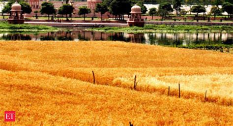 Wheat Sowing Area Marginally Down At Lakh Hectares The