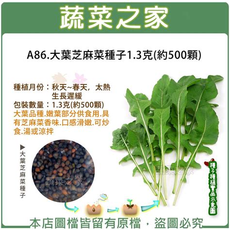 【蔬菜之家滿額免運】a86大葉芝麻菜種子13克約500顆大葉品種蔬菜種子嫩葉部分供食用有芝麻菜香味 Yahoo奇摩拍賣