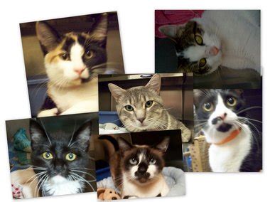 Multnomah County Animal Shelter Is Filled To The Brim With Cats! - oregonlive.com