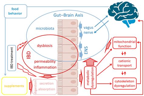 Underneath the Gut–Brain Axis in IBD—Evidence of the Non-Obvious