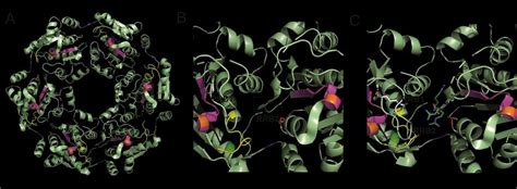 Hexameric Structure And Active Site Of The Phoh Rna Helicase Hexameric Download Scientific