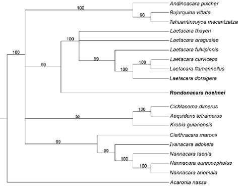 Unique Most Parsimonious Tree Generated By Maximum Parsimony Analysis Download Scientific