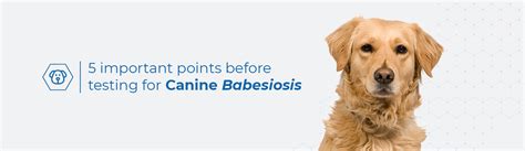 5 points before testing for Canine Babesiosis | Biogal Labs tips