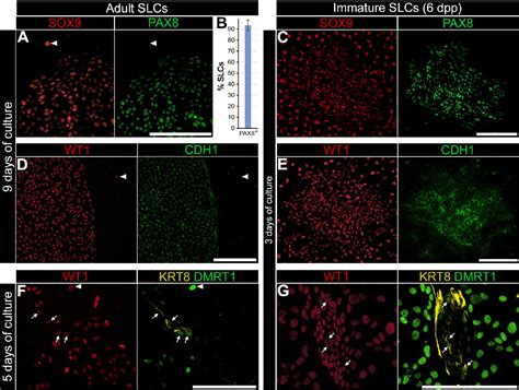 Figure From The Rete Testis Harbors Sertoli Like Cells Capable Of