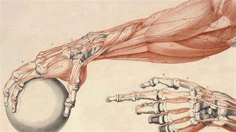 Anatomia Wallpaper 4k Anime Wallpapers 3840x2160 Hd Backgrounds