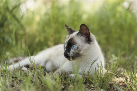 Mi gato me muerde cuando le acaricio a qué se debe Cadena Dial