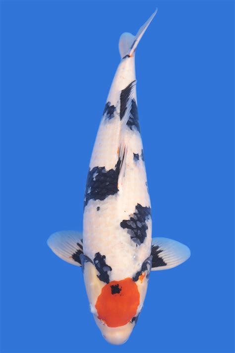 Tancho Showa- SOLD - Grand Koi, LLC