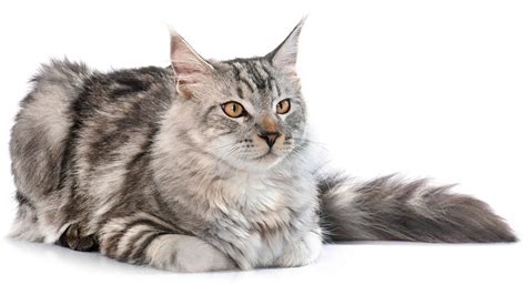 Maine Coon Carácter Característica Necesidades Y Comportamiento