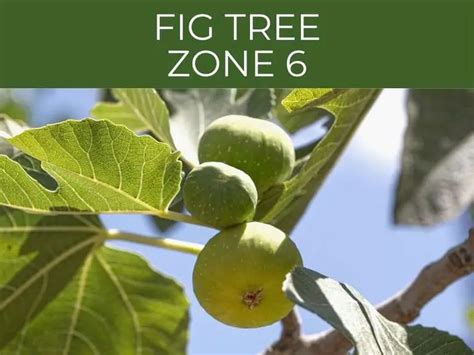 Cold Hardy Fig Trees 3 Best Varieties Plus Winterizing Tips Greenhouse Today