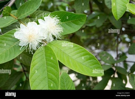 Comunes De La Guayaba Psidium Guajava Flor En El árbol Fotografía De