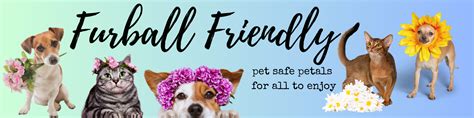 Pet Friendly | Annapolis - Glen Burnie (MD) Same-Day Flower Delivery ...