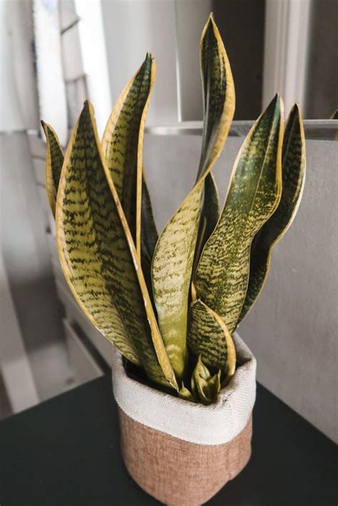 Sansevieria Come Curarla E Coltivarla Carol Pomme