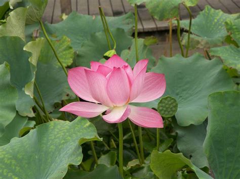 Nelumbo Nucifera Sacred Lotus Indian Lotus Plantinfo