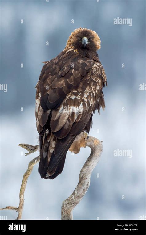 Golden Eagle Aquila Chrysaetos Kuusamo Finland Stock Photo Alamy