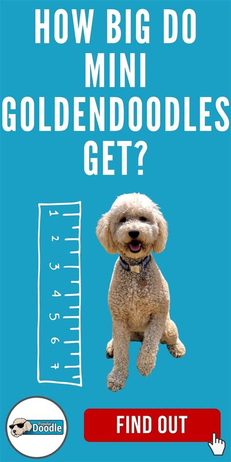 Goldendoodle size full grown how big do goldendoodles get teacup toy ...