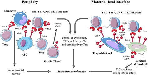 Frontiers Immune Checkpoint Molecules In Reproductive Immunology