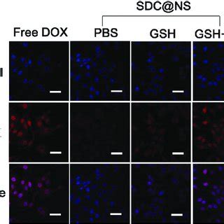 CLSM Images Of MCF 7 ADR Cells After Incubation For 1 H With Free DOX