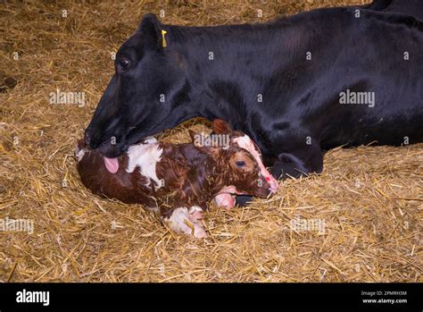 Domestic Cattle Holstein Cow Licking Newly Born Red Holstein Bull Calf