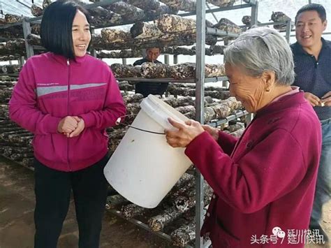 延川賀家河香菇都熟了 「小雞燉蘑菇」還遠麼？ 每日頭條