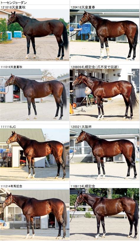 【フォトパドック】天皇賞秋出走馬フォトパドック診断2012 調教パドックから競馬を読む！！ 追い切り情報分析・予想ブログ