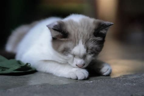 Posici N C Moda Del Gato Durmiendo En El Suelo Foto Premium