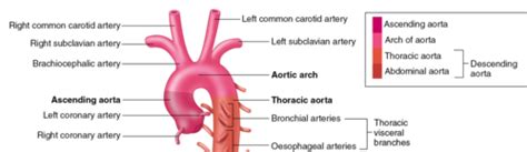 Lecture Three The Heart Part 4 Vessels Flashcards Quizlet