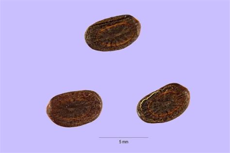 Learn How To Germinate Acacia Africana Seeds D I Y Gardens