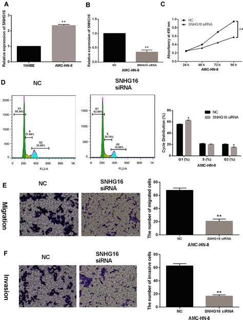 Snhg16 Promotes Lscc Cell Proliferation Migration And Invasion A