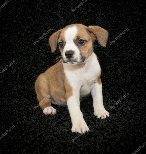 55+ Mix Black Beagle Puppy - l2sanpiero