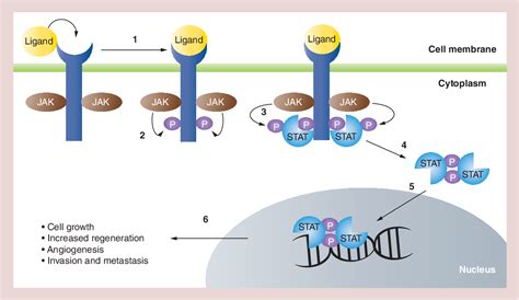 Figure From Jak Stat Signaling In Hepatocellular Carcinoma Semantic