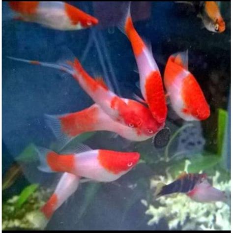 Jual Ikan Platy Kohaku Ikan Platy Santaclaus Ikan Molly Ikan Platy Ikan