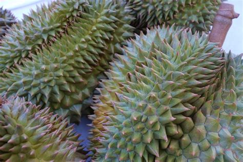 08 Things to know about Durian - World's Smelliest Fruit