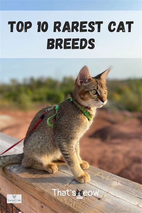 Top 10 Rarest Cat Breeds In The World Rare Cat Breeds Purebred Cats