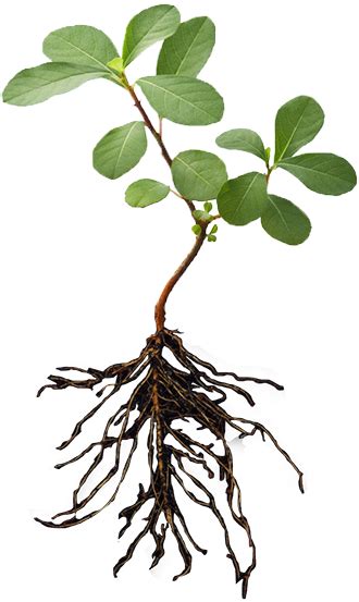 Download Plant With Roots Png Plant And Root Png Full Size Png Image Pngkit