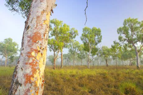 12 Bloodwood tree Stock Pictures, Editorial Images and Stock Photos ...